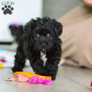 Brooke, Yorkie Poo Puppy
